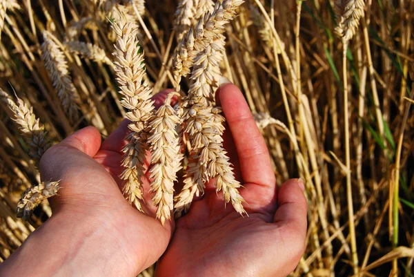 Handful of wheat spikes — Stock Photo, Image