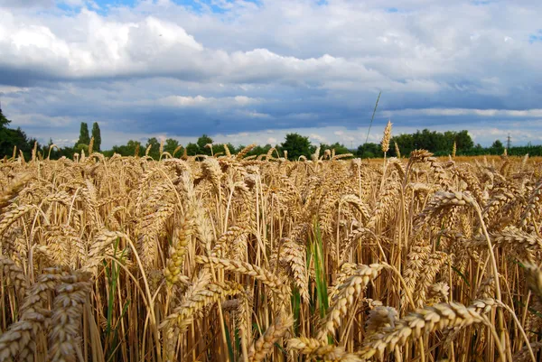 Campo de trigo - visão de picos de trigo — Fotografia de Stock