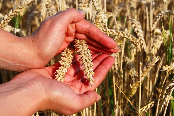 stock image Wheat spikes between palms