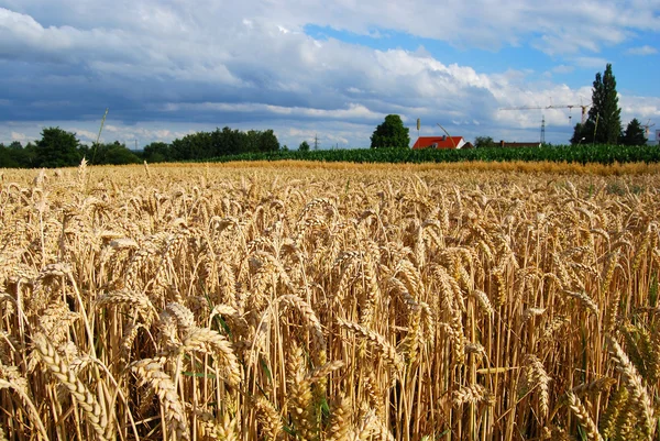 Wheat field and farm house — Stock Photo, Image