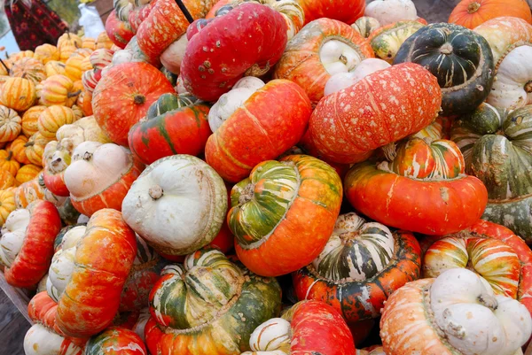 Heap of striped pumpkins — Stock Photo, Image