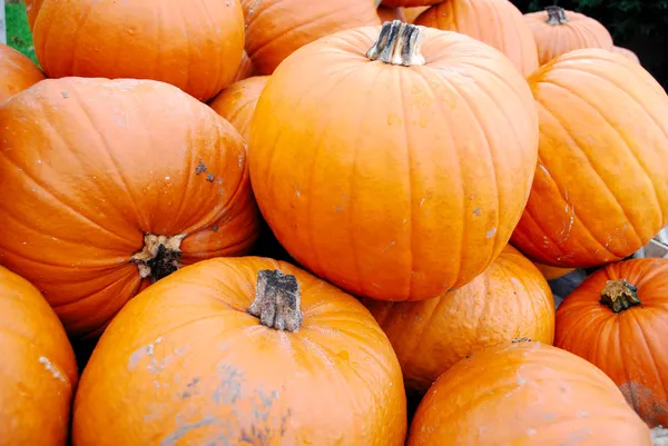 Heap of large orange pumpkins — Stock Photo, Image