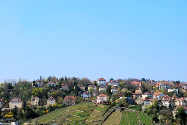 Vineyard and district in Stuttgart — Stock Photo, Image