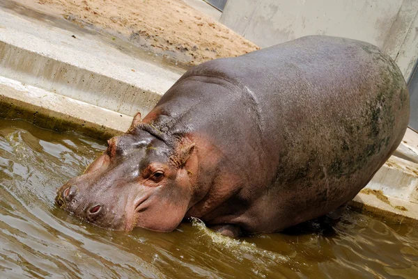 Hippo goes into the water — Stock Photo, Image