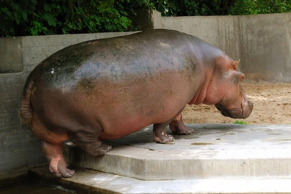 Hippo - back view — Stock Photo, Image
