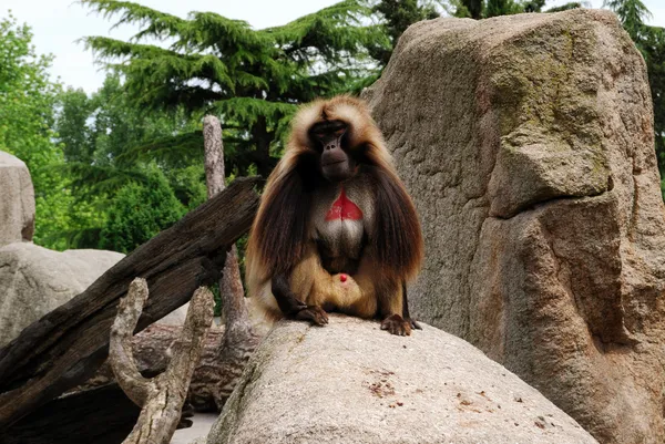 stock image Hairy ape with red skin