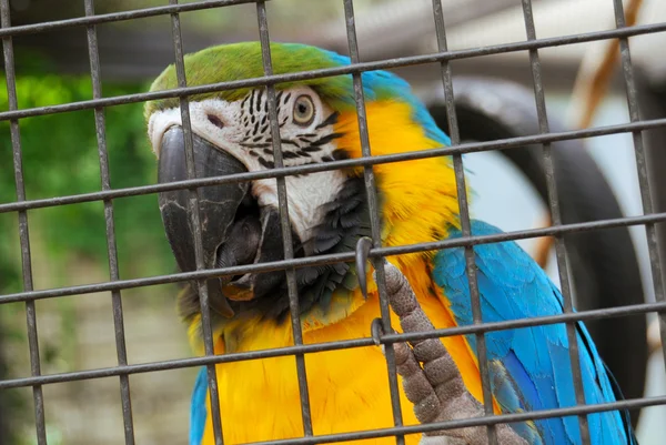 stock image Macaw parrot