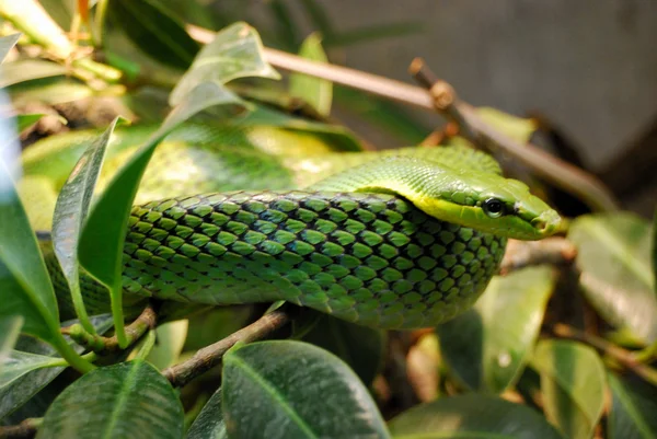 Zielony wąż na gałęzi — Zdjęcie stockowe