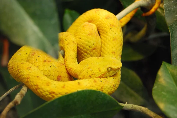 ツリー上の鮮やかな黄色ヘビ — ストック写真