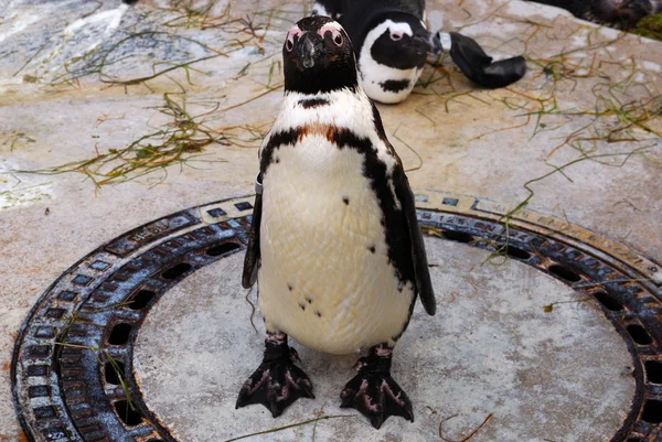 好奇的企鹅看着摄像机 — 图库照片