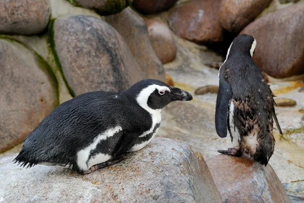 Kayanın üzerinde oturan küçük penguen — Stok fotoğraf