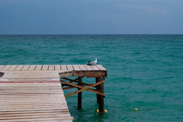 Sea gull en houten pier — Stockfoto
