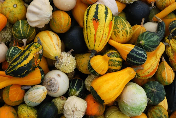 Pile of pumpkins — Stock Photo, Image