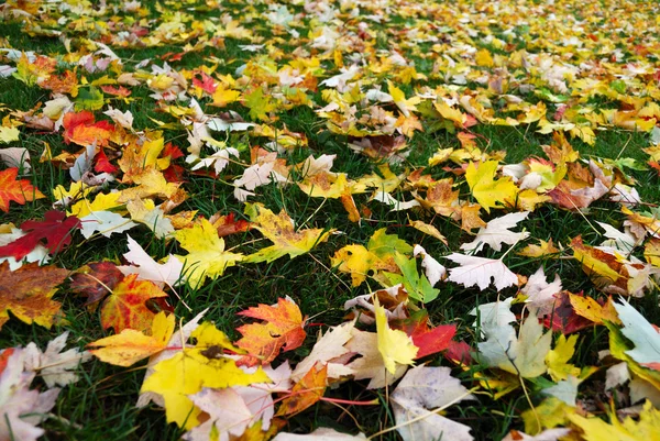 stock image Autumn leaves on the green grass