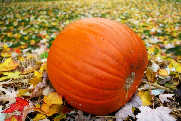 Nagy pumpkin a zöld fűben — Stock Fotó