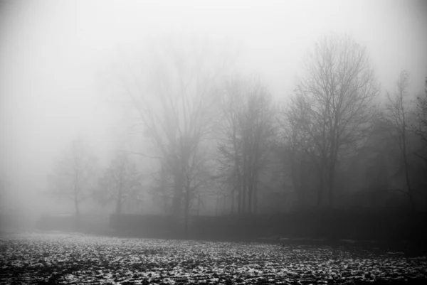 Η ομίχλη και σκοτεινό και τρομακτικό δάσος — Φωτογραφία Αρχείου