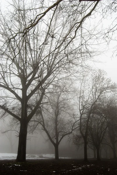 不気味な暗い森と霧 — ストック写真