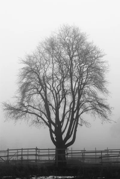 Жуткое дерево в тумане — стоковое фото
