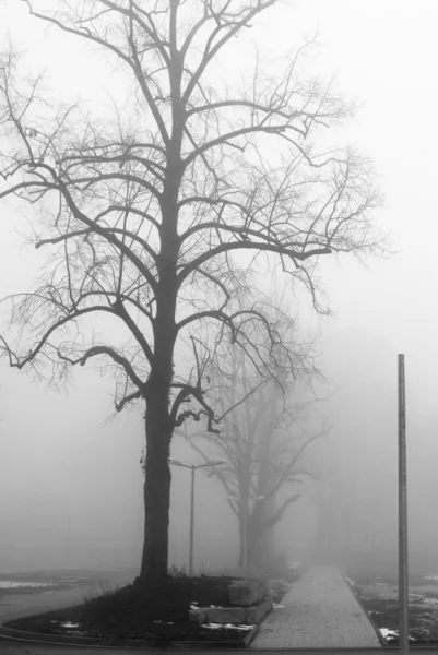 Foggy lane e árvores nuas — Fotografia de Stock