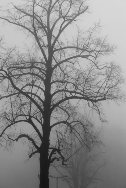 Bare tree in the fog — Stock Photo, Image
