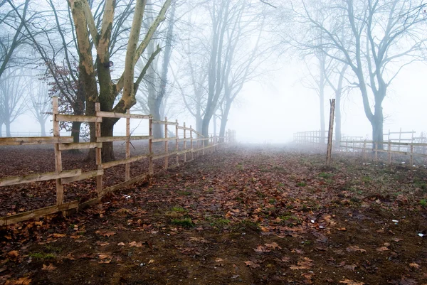Путь в туман — стоковое фото