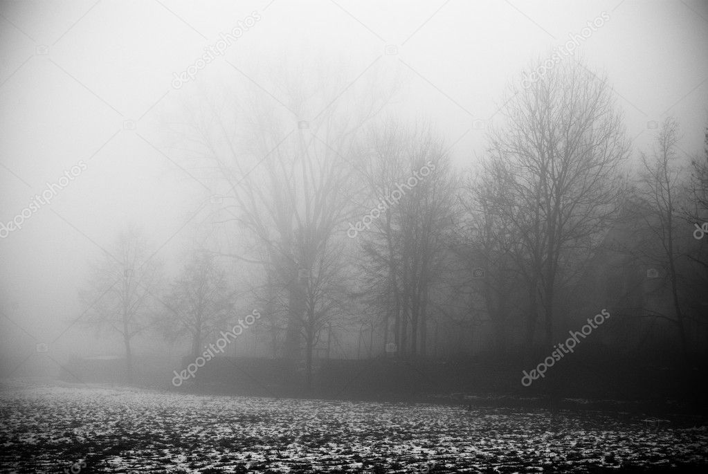 The fog and dark spooky forest