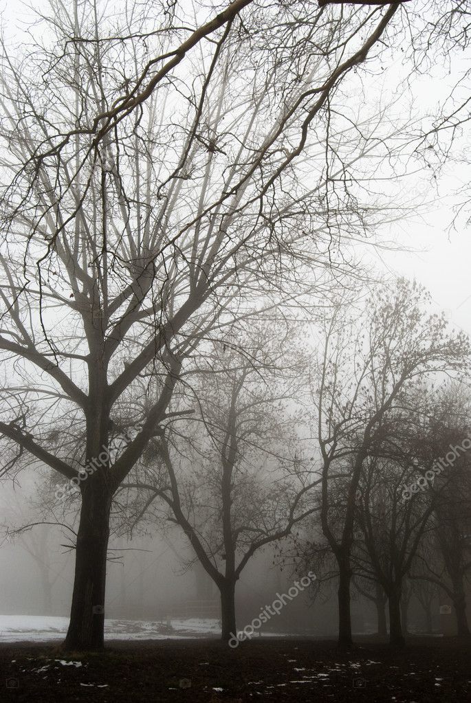 Creepy dark forest and the fog