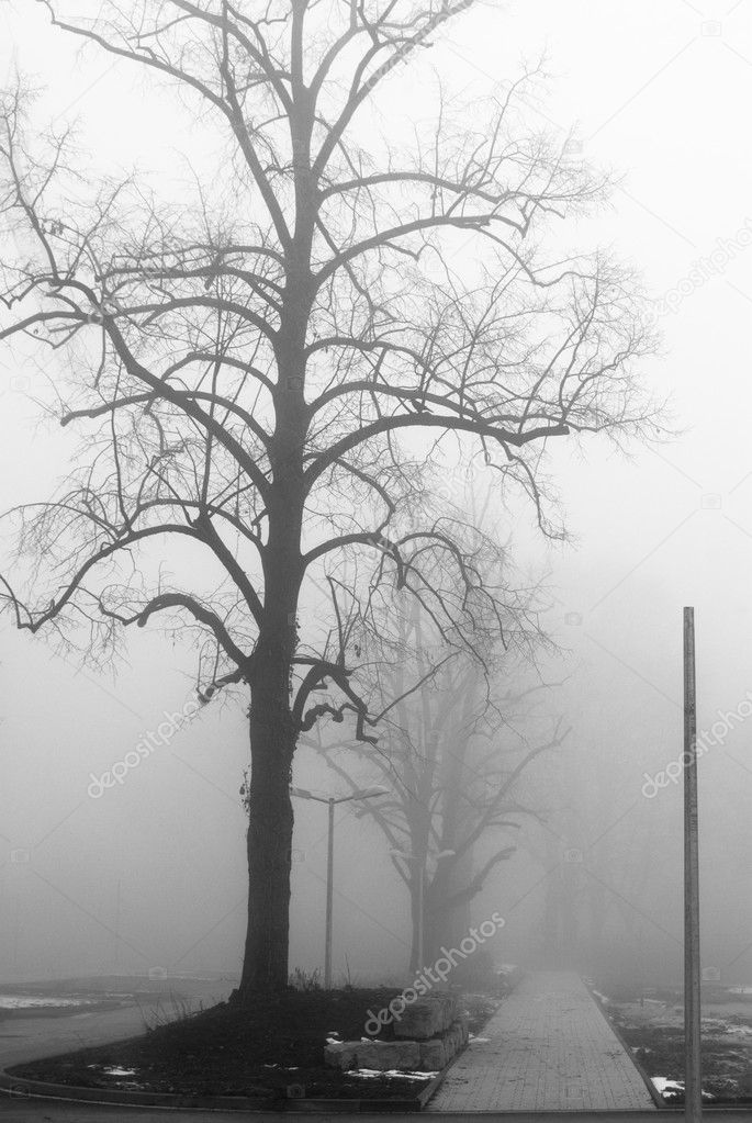 Foggy lane and bare trees