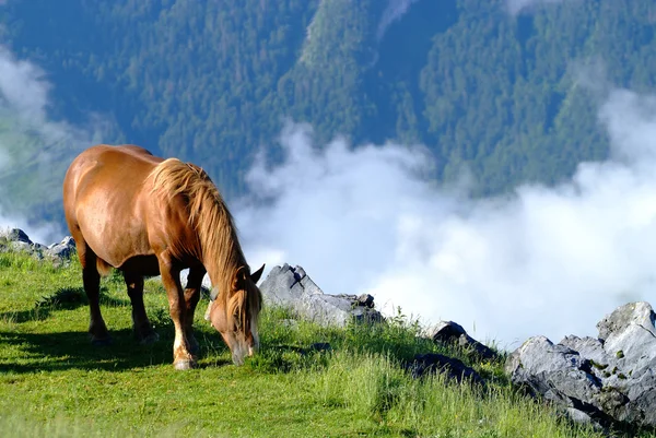 stock image Horse mountain