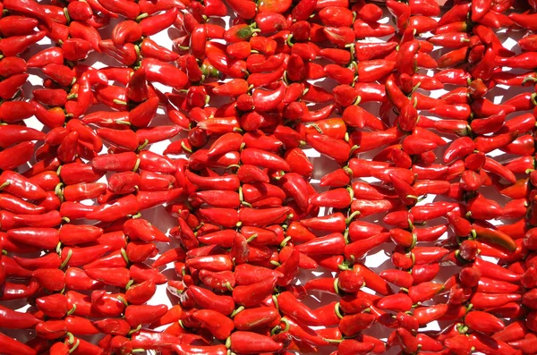 Červená paprika Stock Obrázky