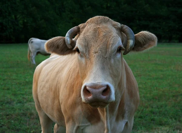 Cow head — Stock Photo, Image
