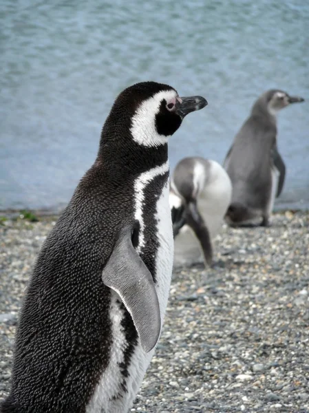 Magellan tučňáci v Patagonii — Stock fotografie