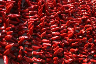 Drying pepper bunches clipart