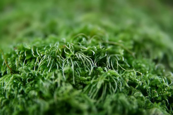 stock image Moss