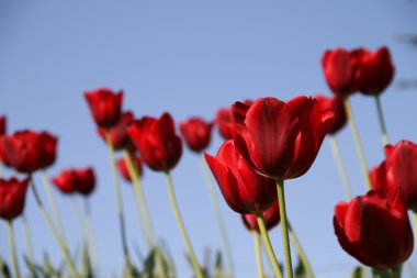 mavi bir gökyüzü sahada kırmızı lale