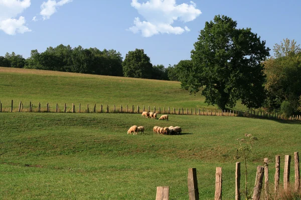 Schafe auf einer Weide — Stockfoto