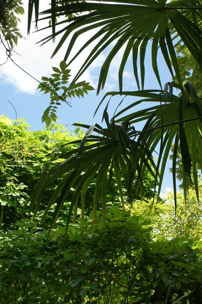 Palma en selva tropical — Foto de Stock