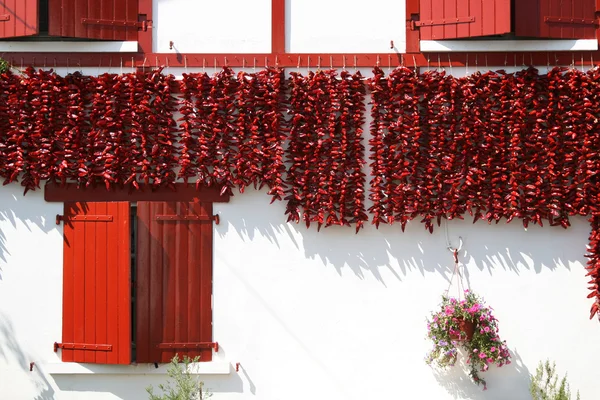 stock image Drying peppers bunches