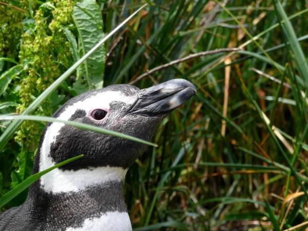 Pingüino de Magallanes — Foto de Stock