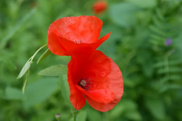 stock image Poppies