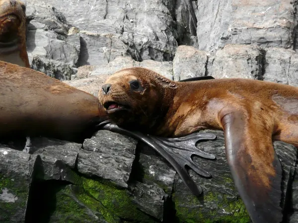 Zeeleeuwen in Patagonië — Stockfoto