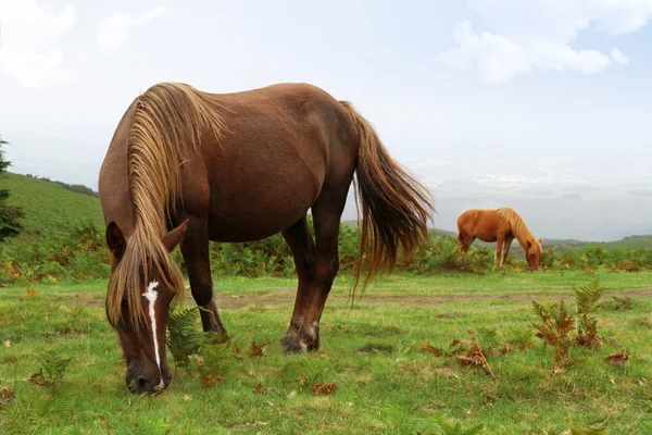 Wild pottok horses — Stock Photo, Image