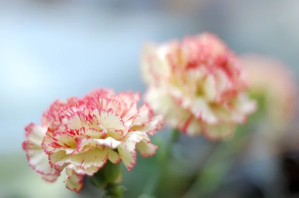 Kwiat goździka Zdjęcie Stockowe