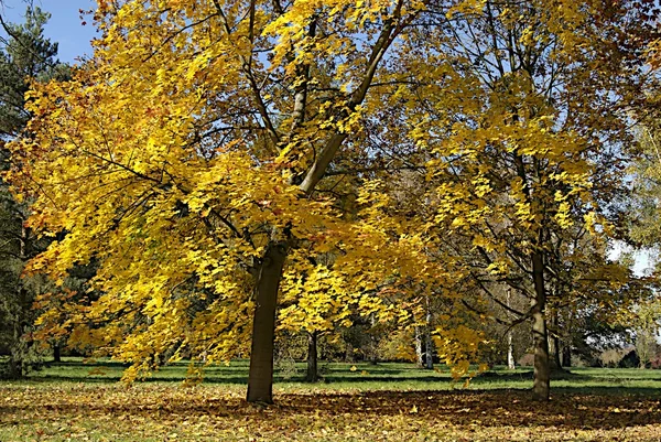 stock image Autumn