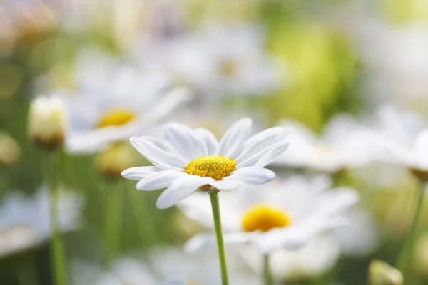 Flor — Foto de Stock