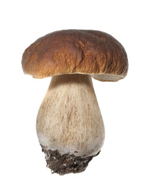 Porcini