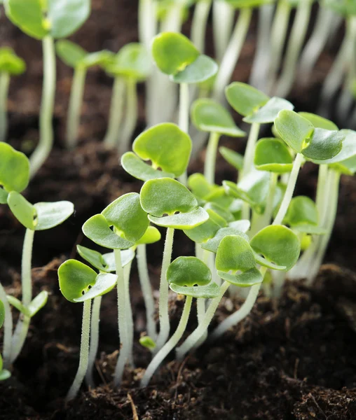 Basil seedlings — Stock Photo, Image