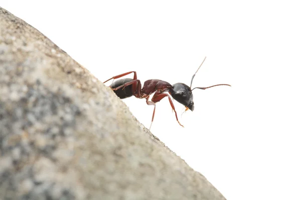Любопытный муравей — стоковое фото