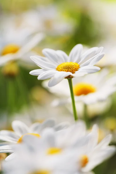 Flor de verano — Foto de Stock