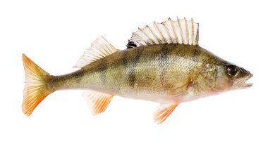 Perch clipart